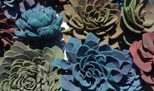 Load image into Gallery viewer, Succulent
