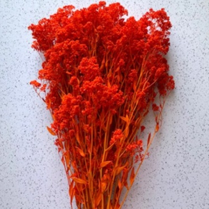 Sesame Bloom -Orange-