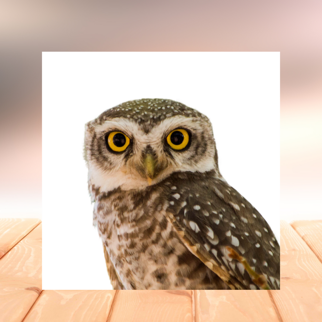 Owl Wood Print- 12x12 Square