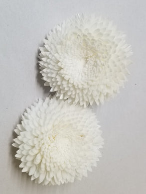 Chrysanthemum  - 2