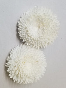 Chrysanthemum  - 2"