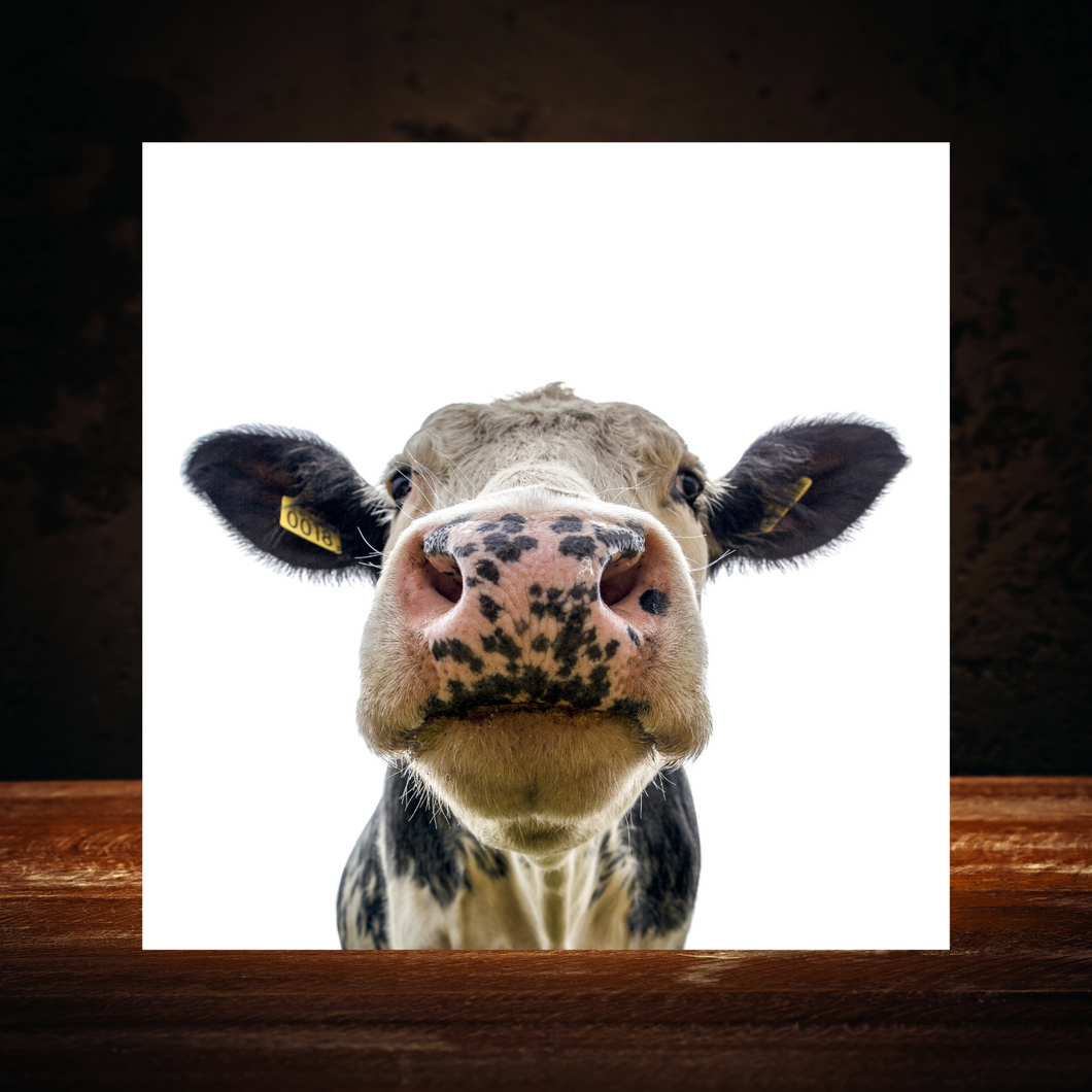 Cow Wood Print- 12x12 Square