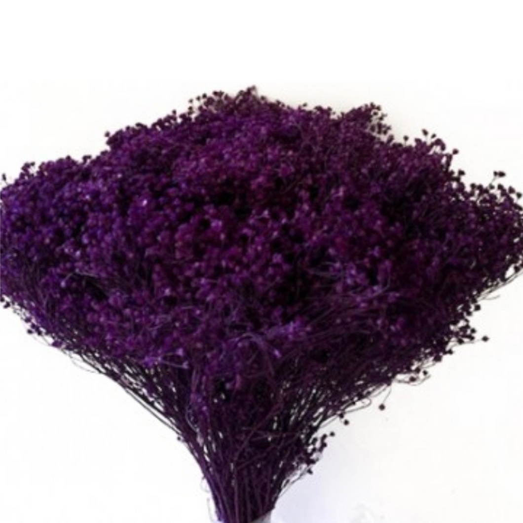 Purple Broom Bloom